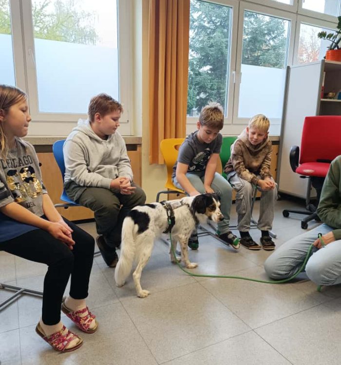 Therapiehund (4)